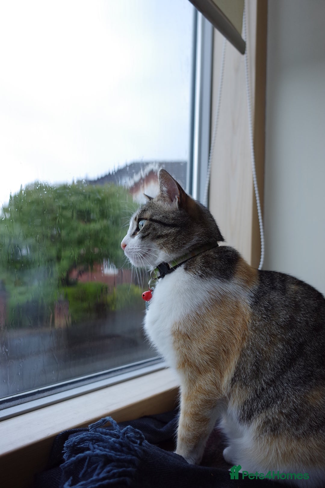 Domestic Shorthair cats for sale: Inigo and Daisy - Advert 20