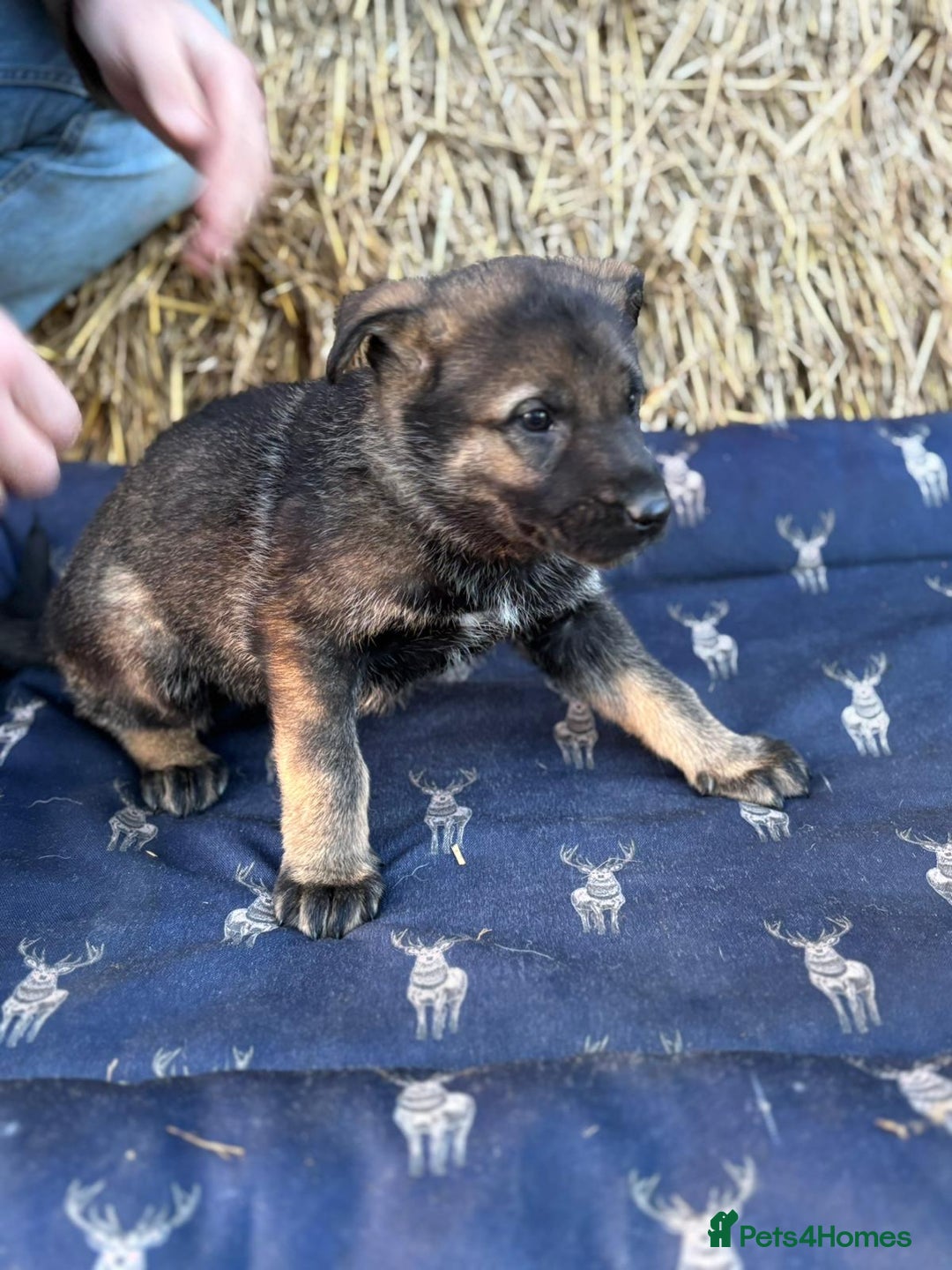 German Shepherd dogs for sale: German Shepherd x DDR GSD Puppies **READY TO GO* - Advert 11
