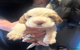 Cocker Spaniel dogs for sale: COME AND MEET US NOW Outstanding  show type - Image 23