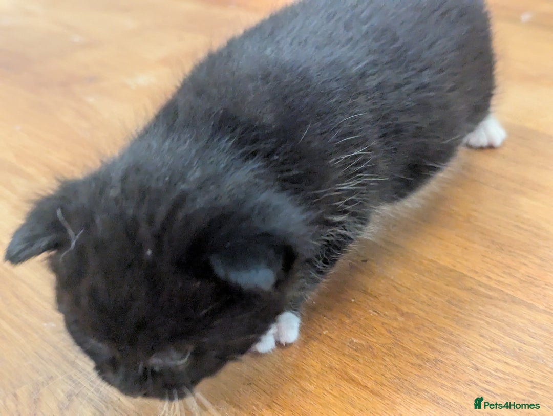 Mixed Breed cats for sale: 3 Beautiful Black and White Tuxedo Kittens  - Image 21