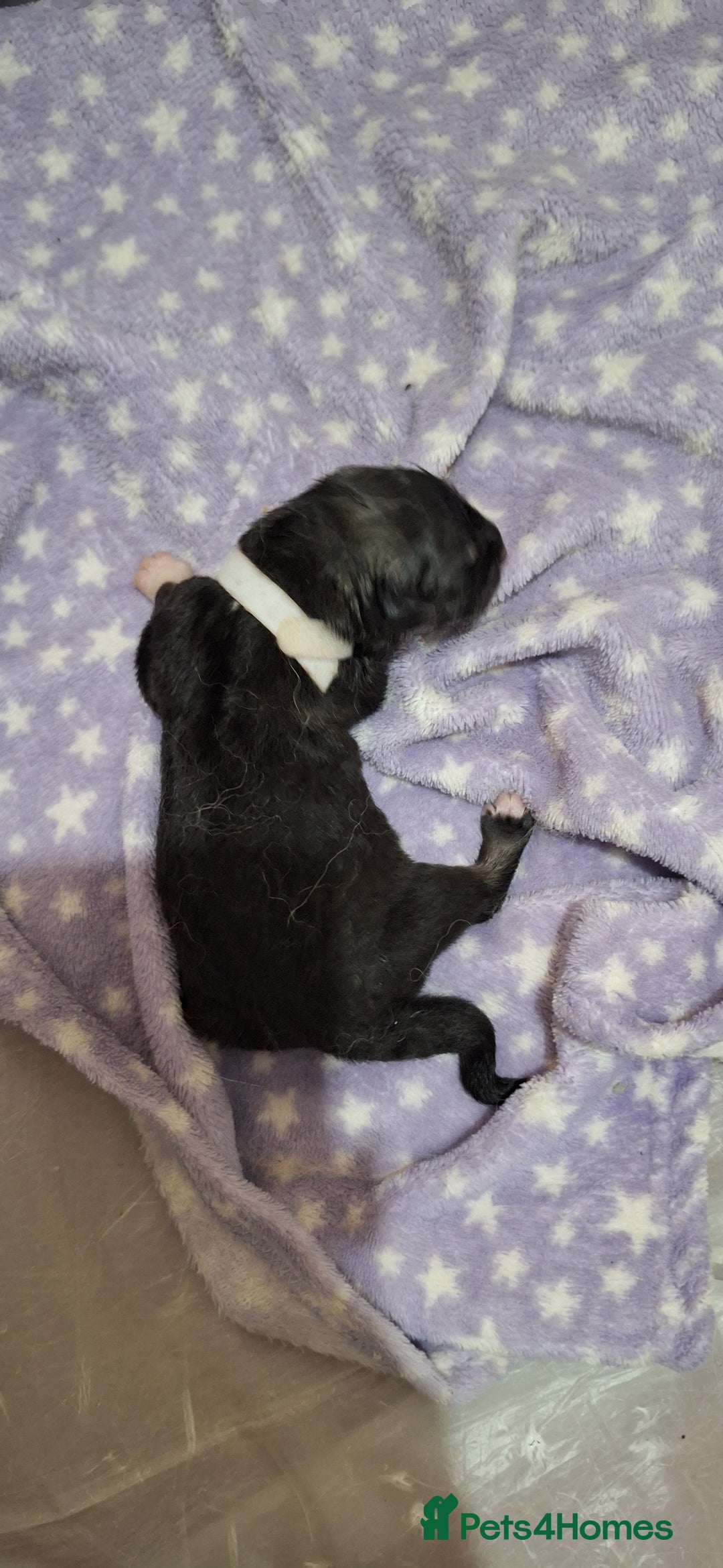 Mixed Breed dogs for sale: 10 Alaskan Shepherds for sale - Advert 12