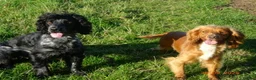 Cocker Spaniel dogs for sale: 4 Working Cocker Spaniel Puppies - Advert 12