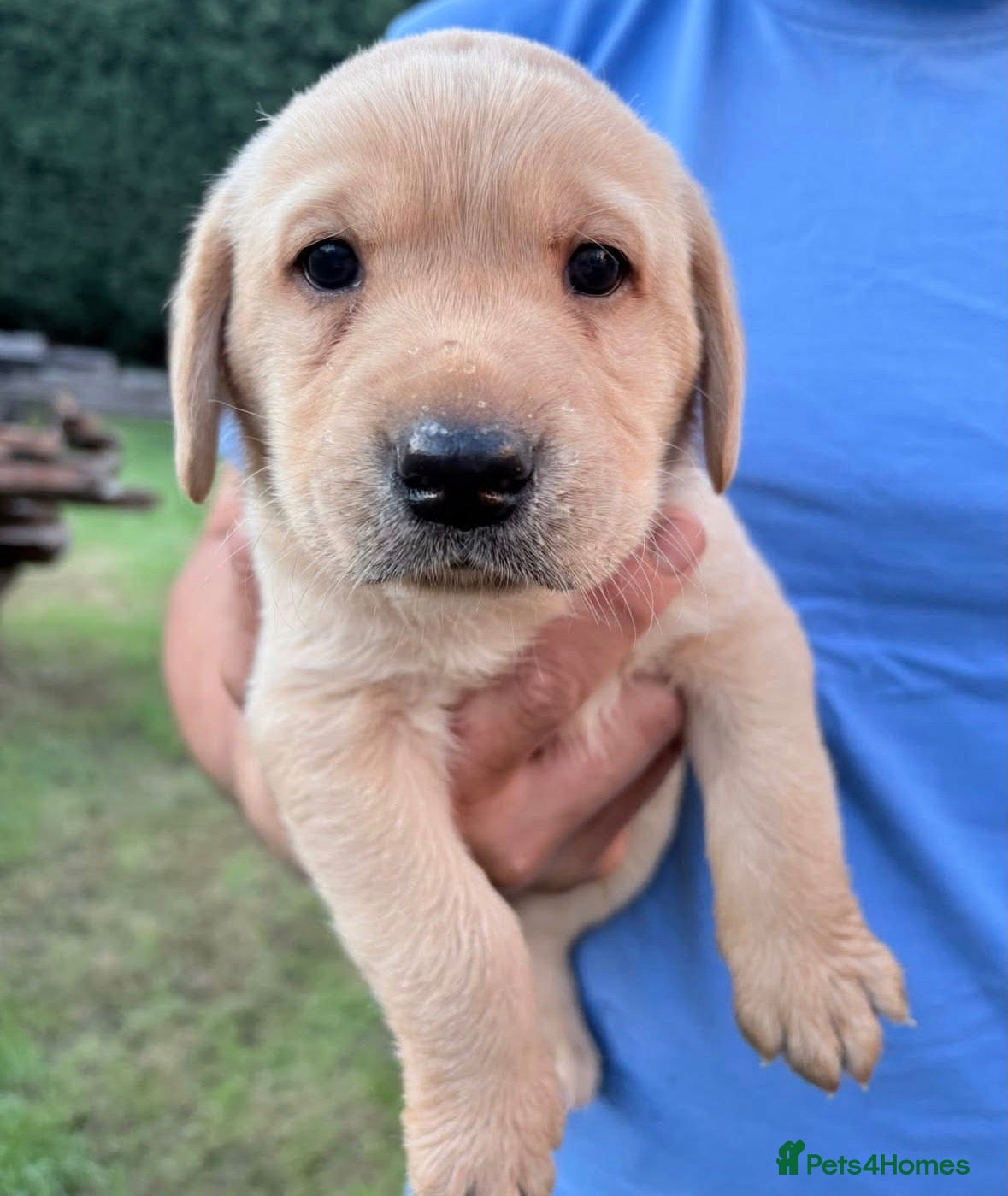 Labrador Retriever dogs Pedigree (KC REG) Boy Labrador Puppy - Advert 1