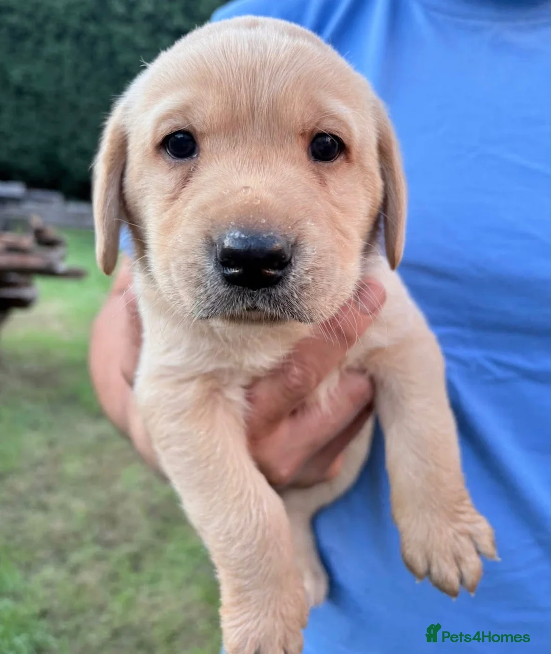 Labrador Retriever dogs for sale: Pedigree (KC REG) Boy Labrador Puppy in Stafford - Advert 1
