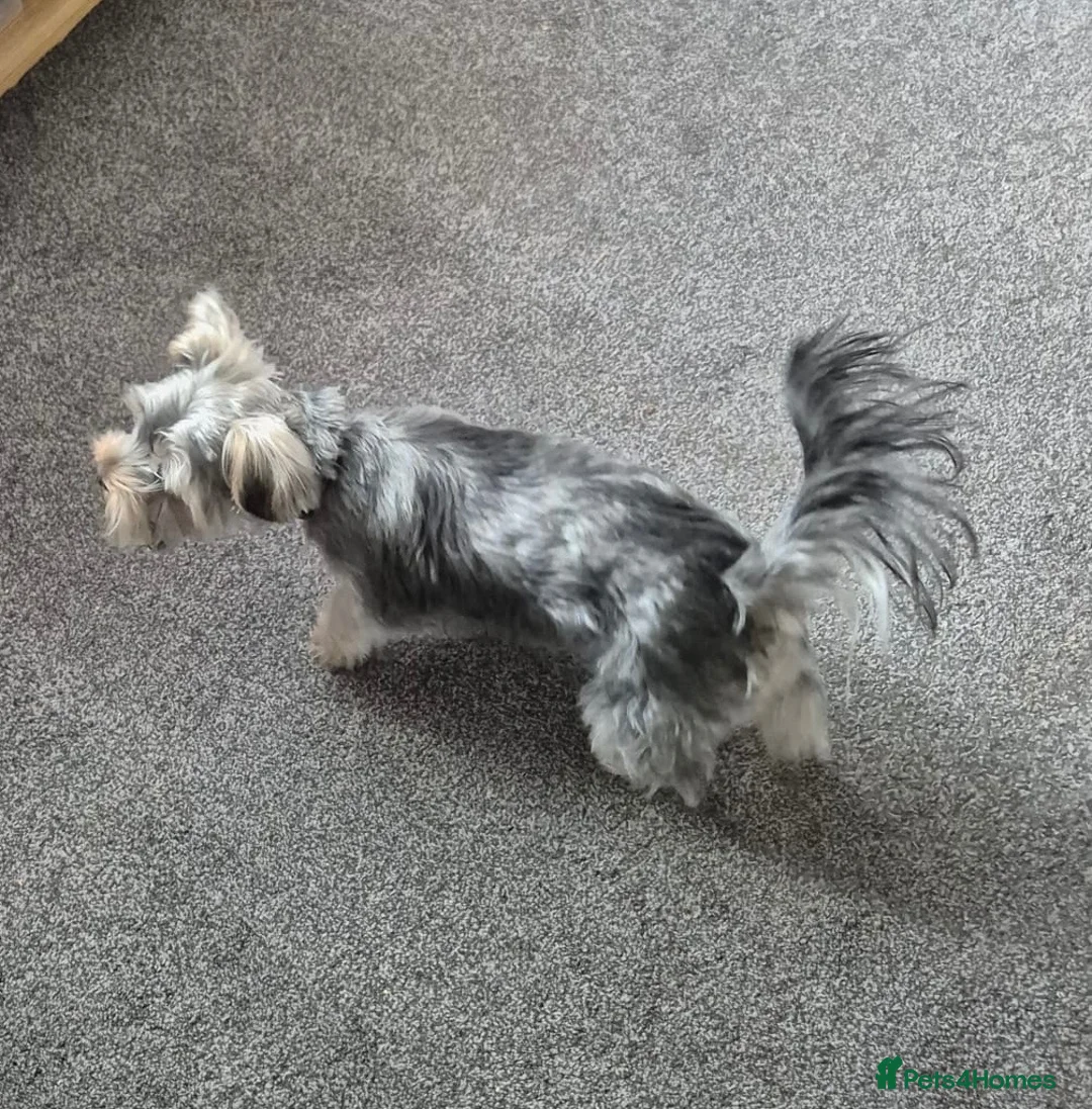 Yorkshire Terrier dogs for sale: 1year Old Male Yorkshire Terrier  in Hull - Advert 2