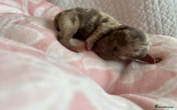 Miniature Dachshund dogs for sale: Miniture dashaund puppies long haired and dapple - Image 16