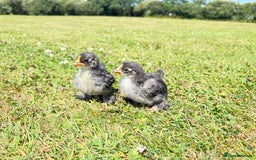 Chickens poultry for sale: Polish and pekin bantam chicks  - Image 4