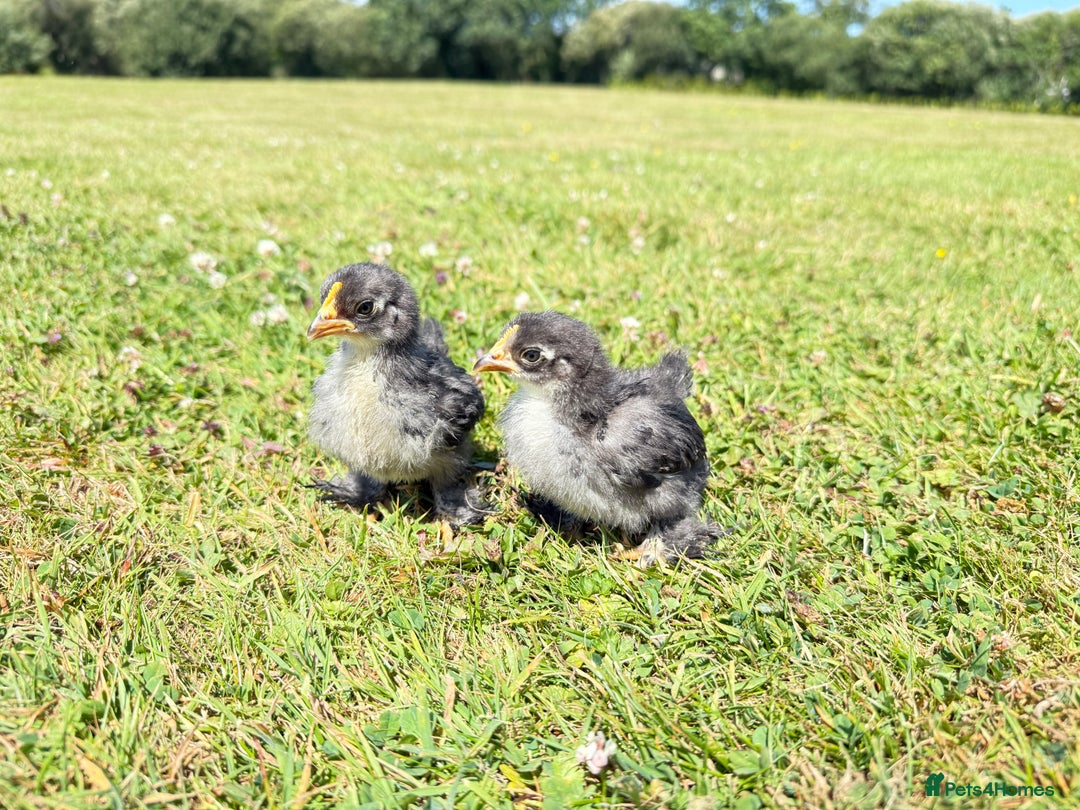 Chickens poultry for sale: Polish and pekin bantam chicks  - Image 4