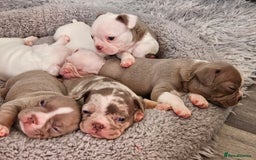 Mixed Breed dogs for sale: Last Beautiful Pink Frenchton Boy Pup Available  - Image 8