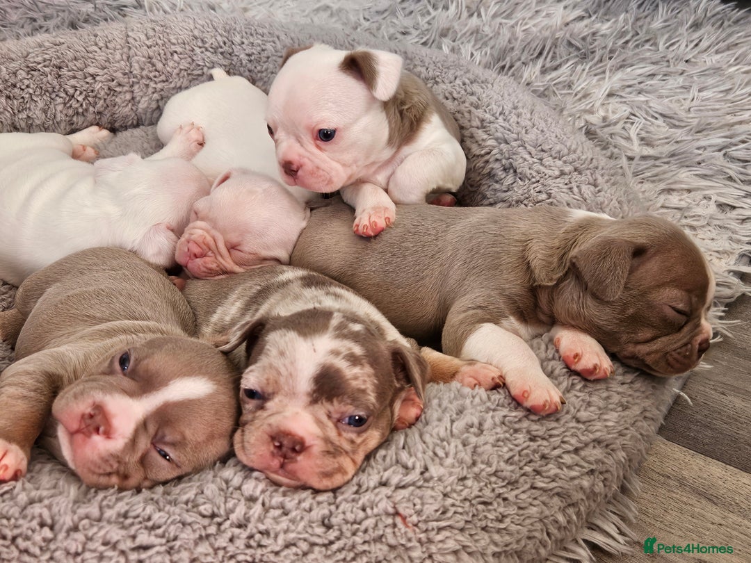 Mixed Breed dogs for sale: Last Beautiful Pink Frenchton Boy Pup Available  - Image 8