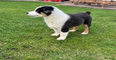 Australian Shepherd dogs - Advert 10