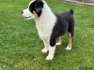 Australian Shepherd dogs - Advert 4