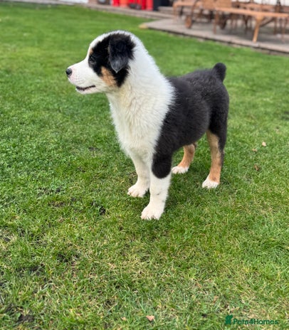 Australian Shepherd dogs - Advert 1