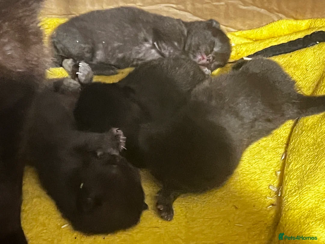 Persian cats for sale: Persian mix kittens - Advert 3