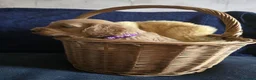 Cockapoo dogs for sale: Stunning homebred cockapoos - Advert 4