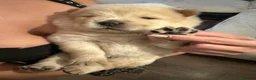 Chow Chow dogs for sale: Gorgeous Chow Chow Puppies 🐻 - Advert 17