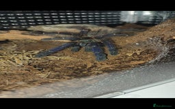 Tarantulas invertebrates for sale: Tarantulas For SALE! - Image 5