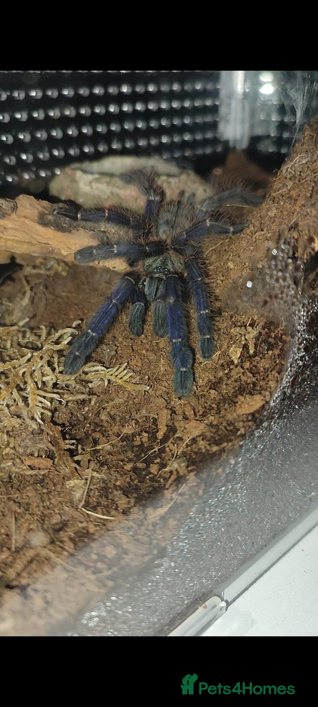 Tarantulas invertebrates for sale: Tarantulas For SALE! - Image 5