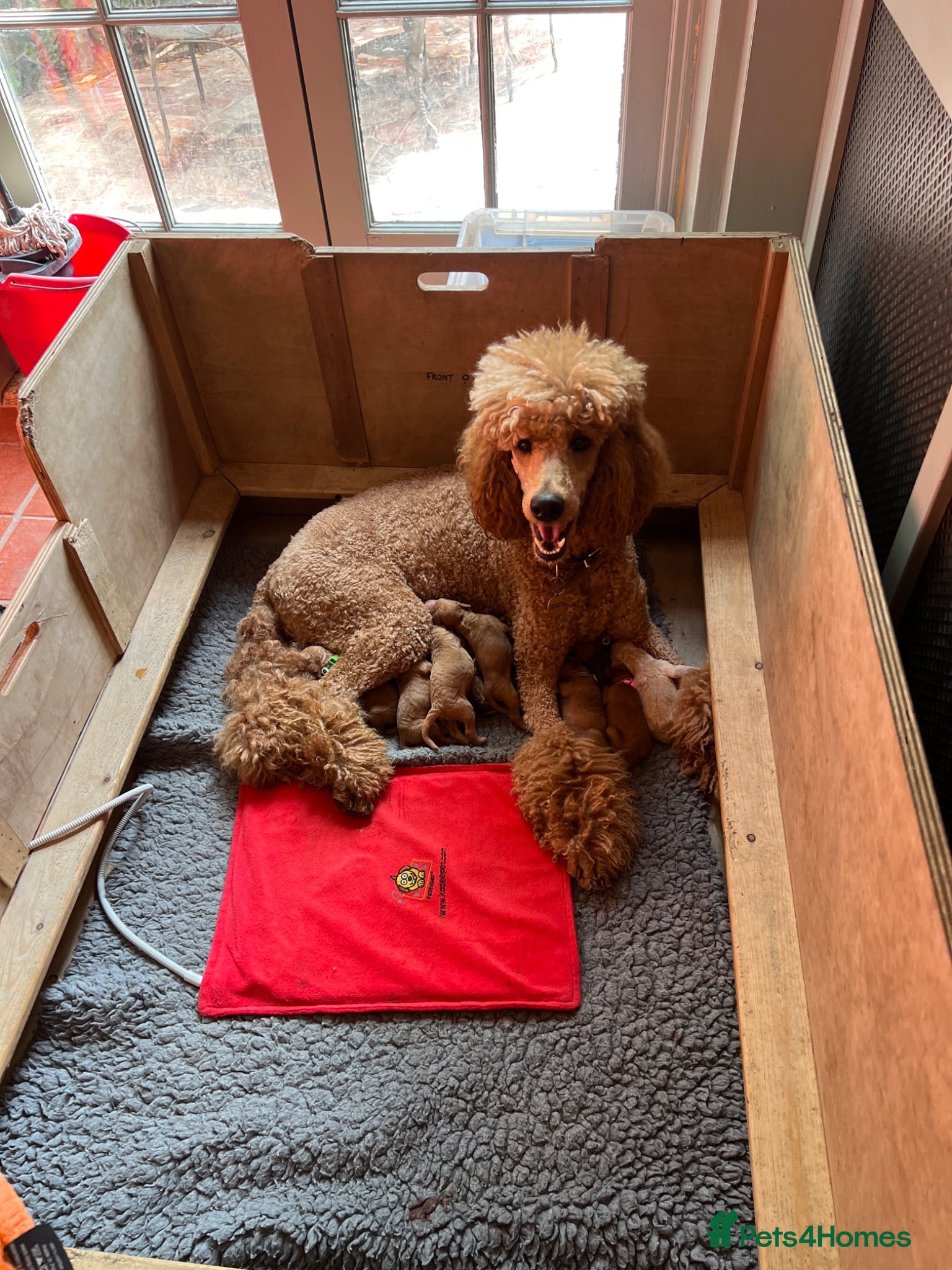 Standard Poodle dogs Exceptional Standard Poodle Puppies  - Advert 1