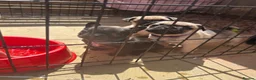 Frug dogs for sale: Last frug girl left  - Advert 2