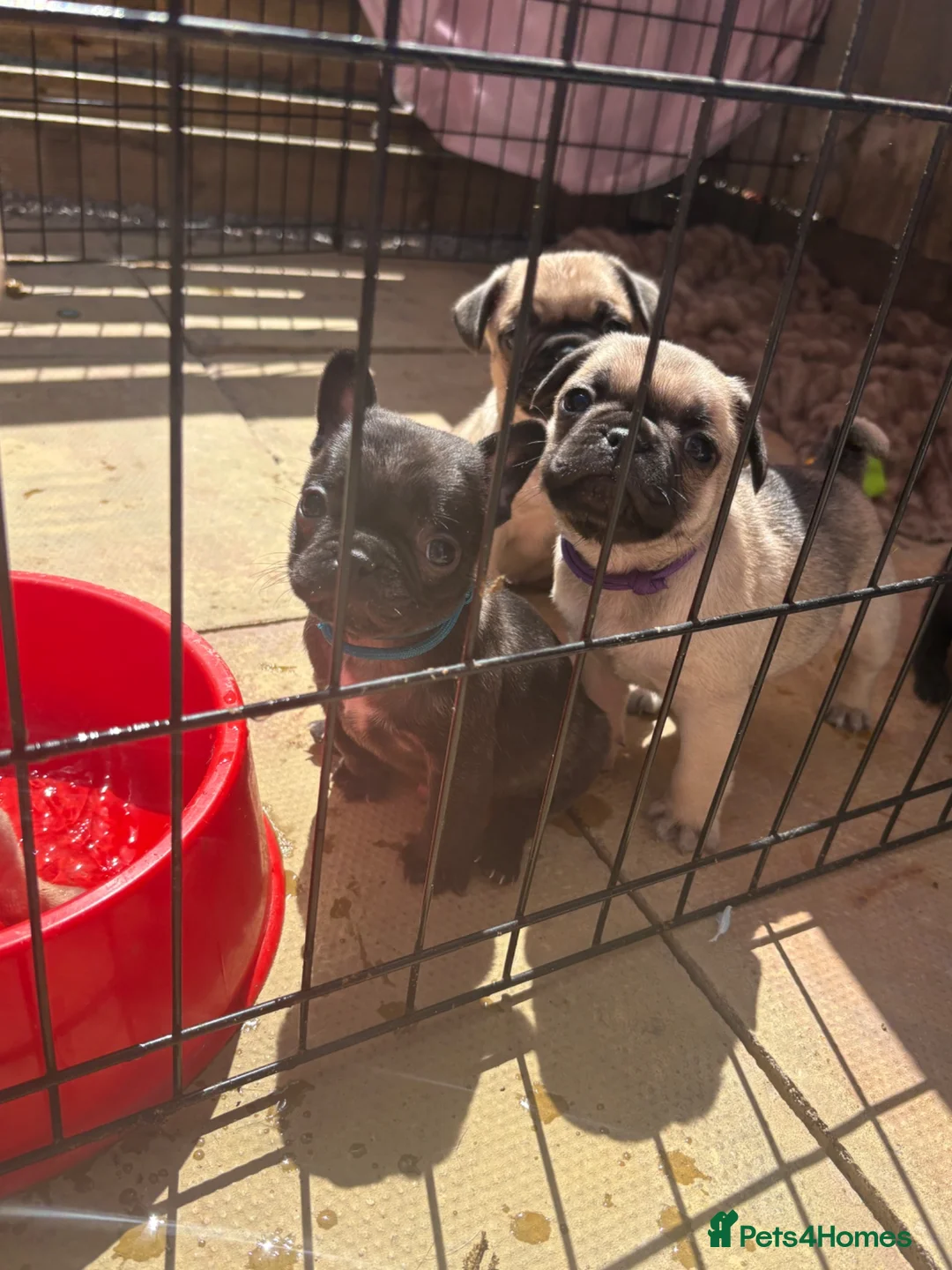 Frug dogs for sale: Last frug girl left  - Advert 2