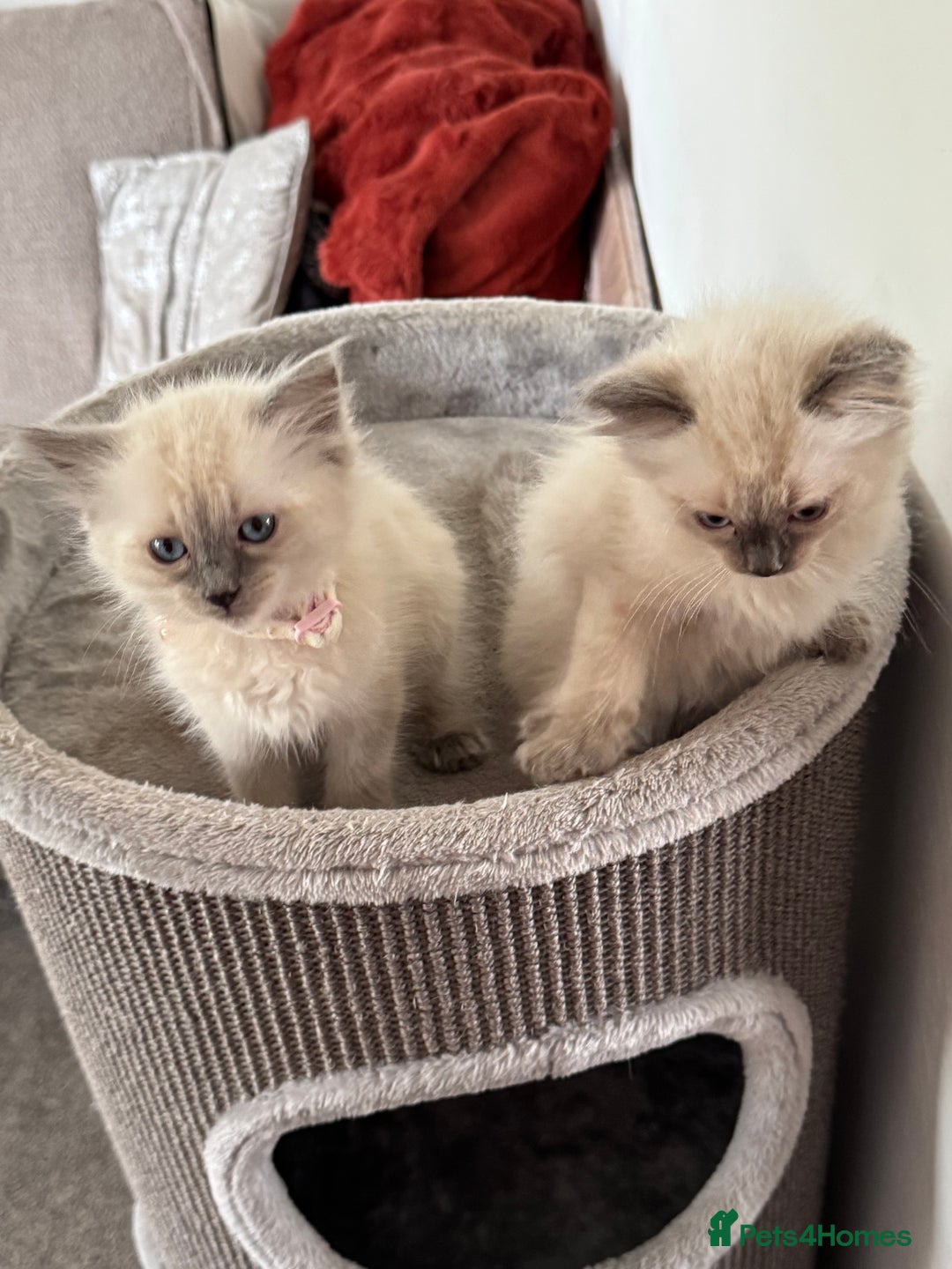 Ragdoll cats for sale: Adorable Ragdoll baby’s  - Image 31