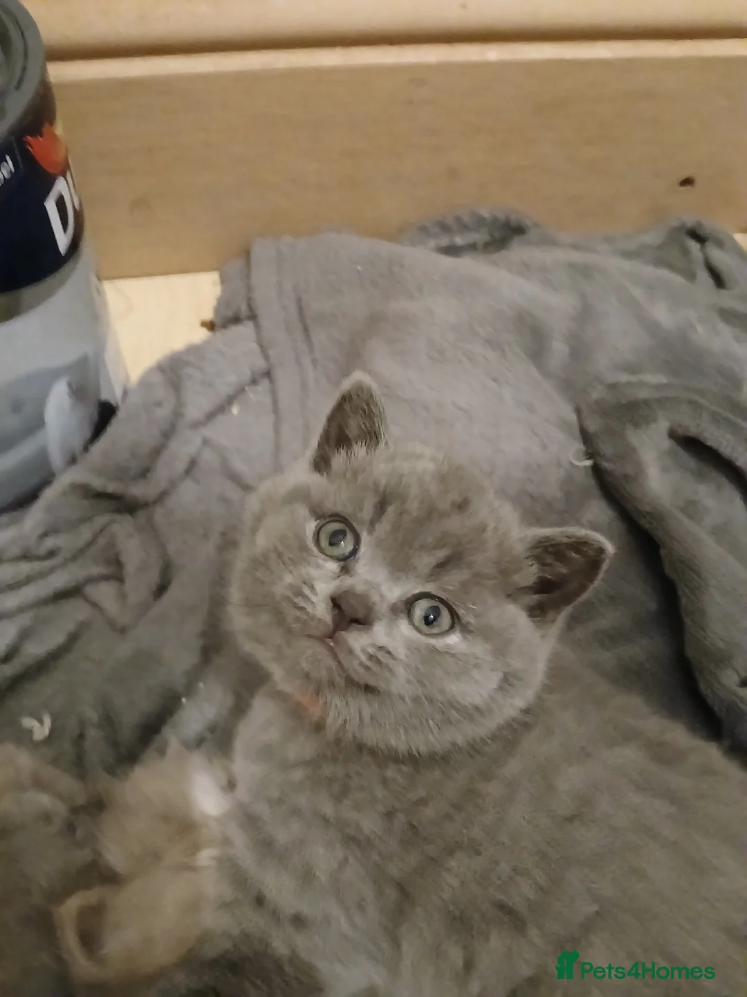 British Shorthair cats for sale: British shorthair kittens. One blue Girl left - Advert 1