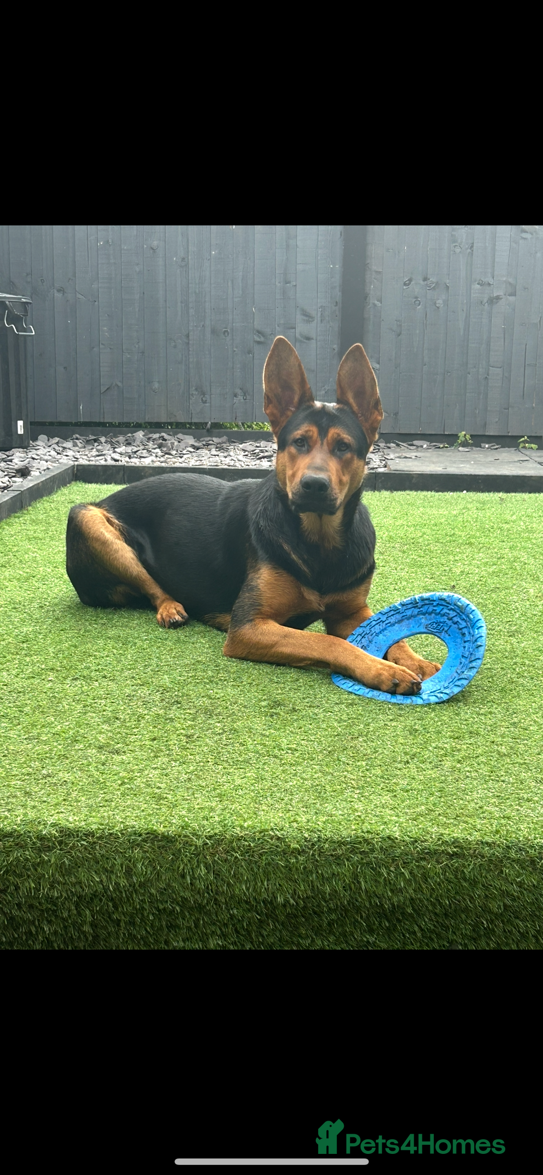 Mixed Breed dogs for sale: Gorgeous Chinese red dog cross  - Image 3