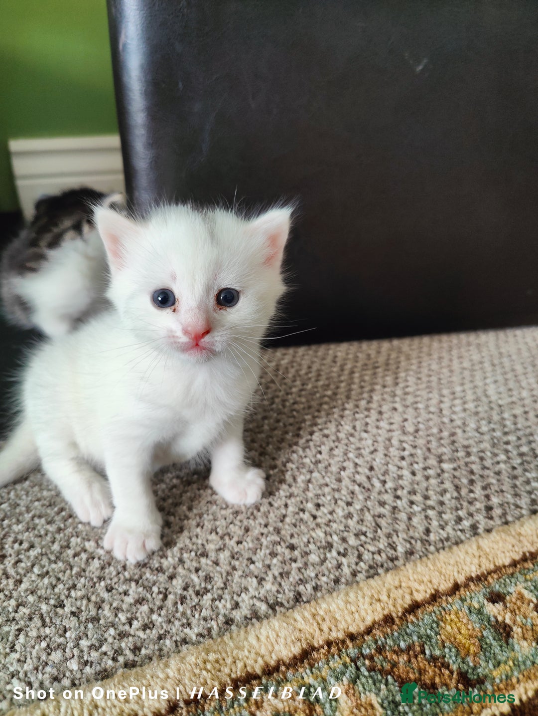 Turkish Angora cats for sale: Turkish Angora kittens for sale - Image 3
