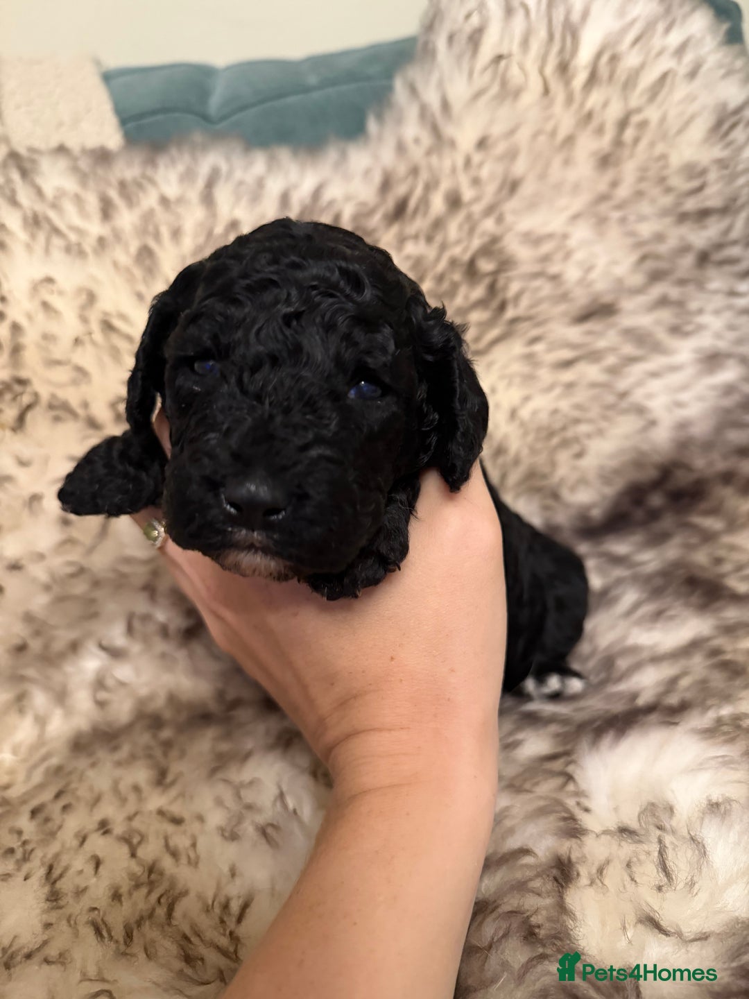 Australian Labradoodle dogs for sale: Multi generation Australian Labradoodles - Image 11