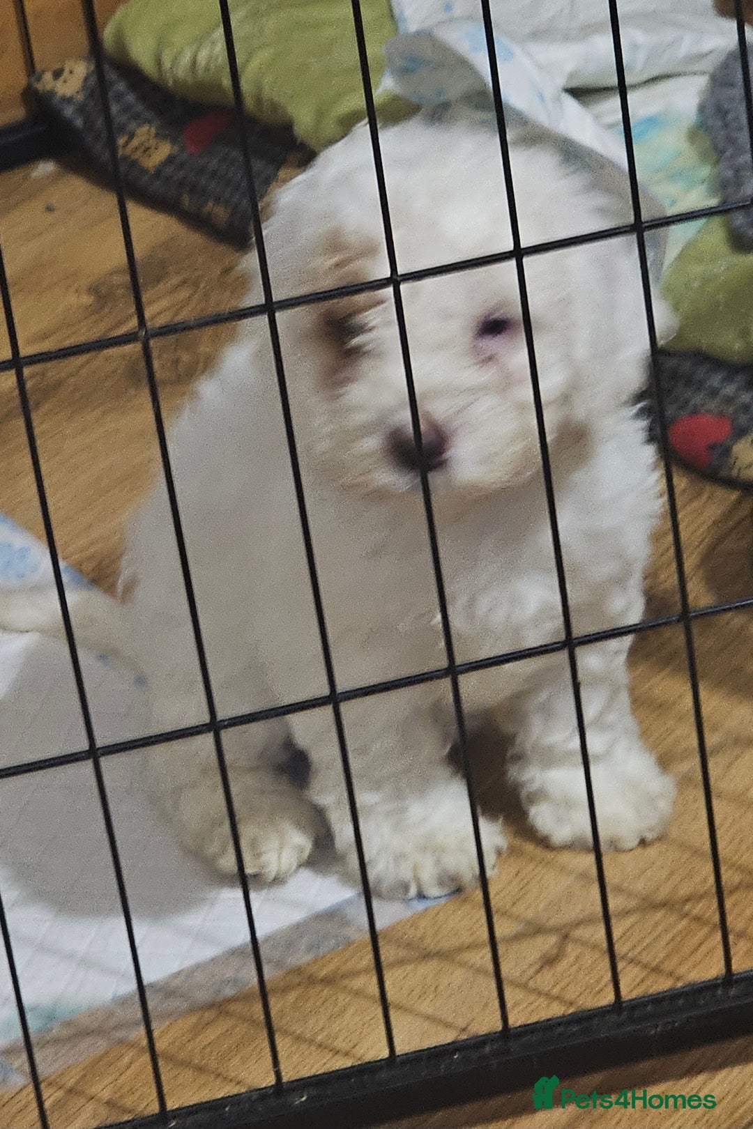 Cockapoo dogs for sale: Ready now! White female cockapoo puppy! - Advert 9