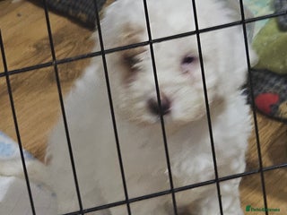 Cockapoo dogs One really sweet white female cockapoo puppy left! - Advert 1