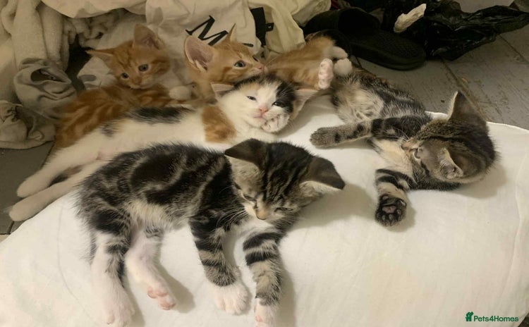 Mixed Breed cats - Advert 2