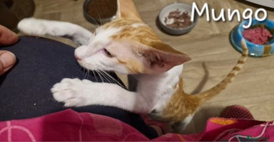 Oriental cats - Advert 2