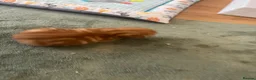 Mixed Breed cats for sale: Ginger tabby  - Advert 4