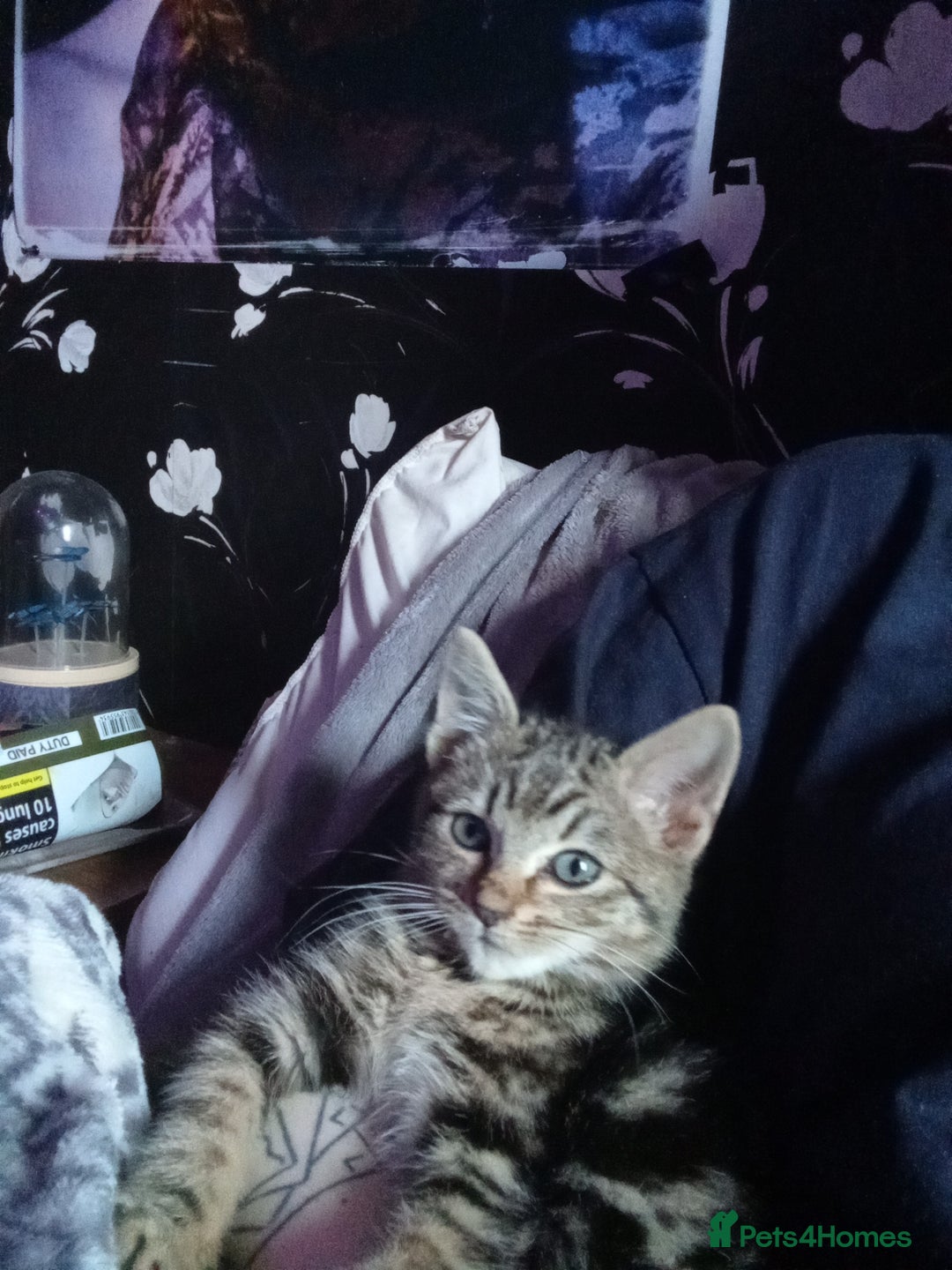 Mixed Breed cats for sale: Adorable kitten for urgent rehoming!! - Advert 1