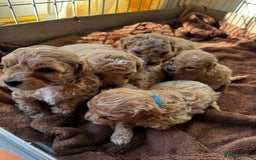 Poochon dogs for sale: Poochon Puppies - Image 6