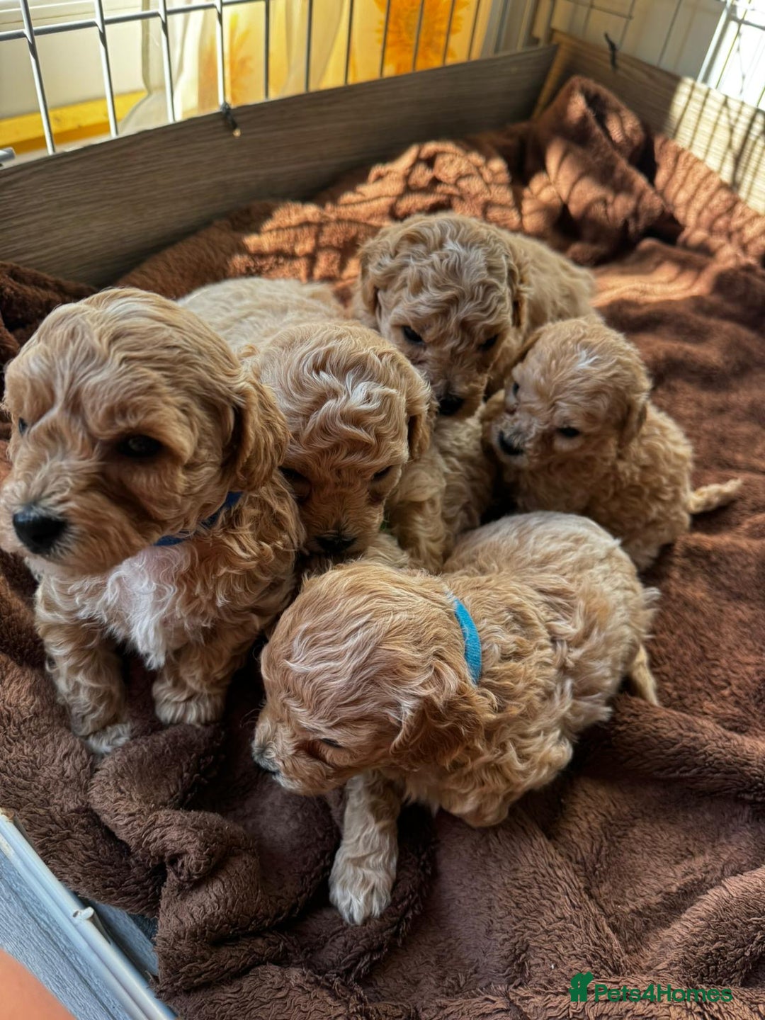Poochon dogs for sale: Poochon Puppies - Image 6