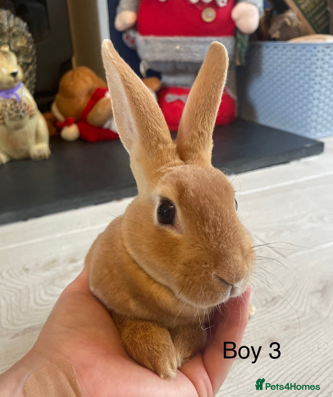 Rex rabbits for sale: 💖 9 week old mini Rex ready to leave 💙 - Advert 6