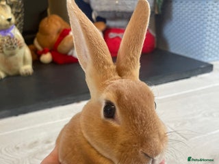 Rex rabbits 💖 10 week old mini Rex ready to leave 💙 - Advert 5