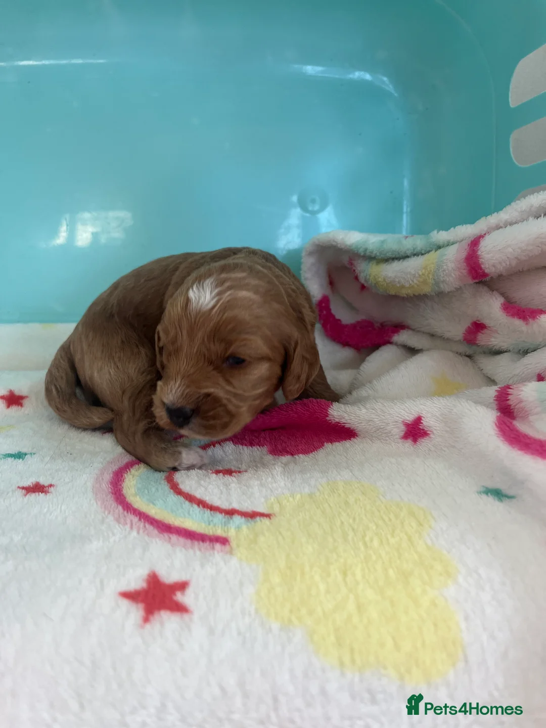 Cockapoo dogs for sale: Stunning cockapoo’s puppies  - Advert 2