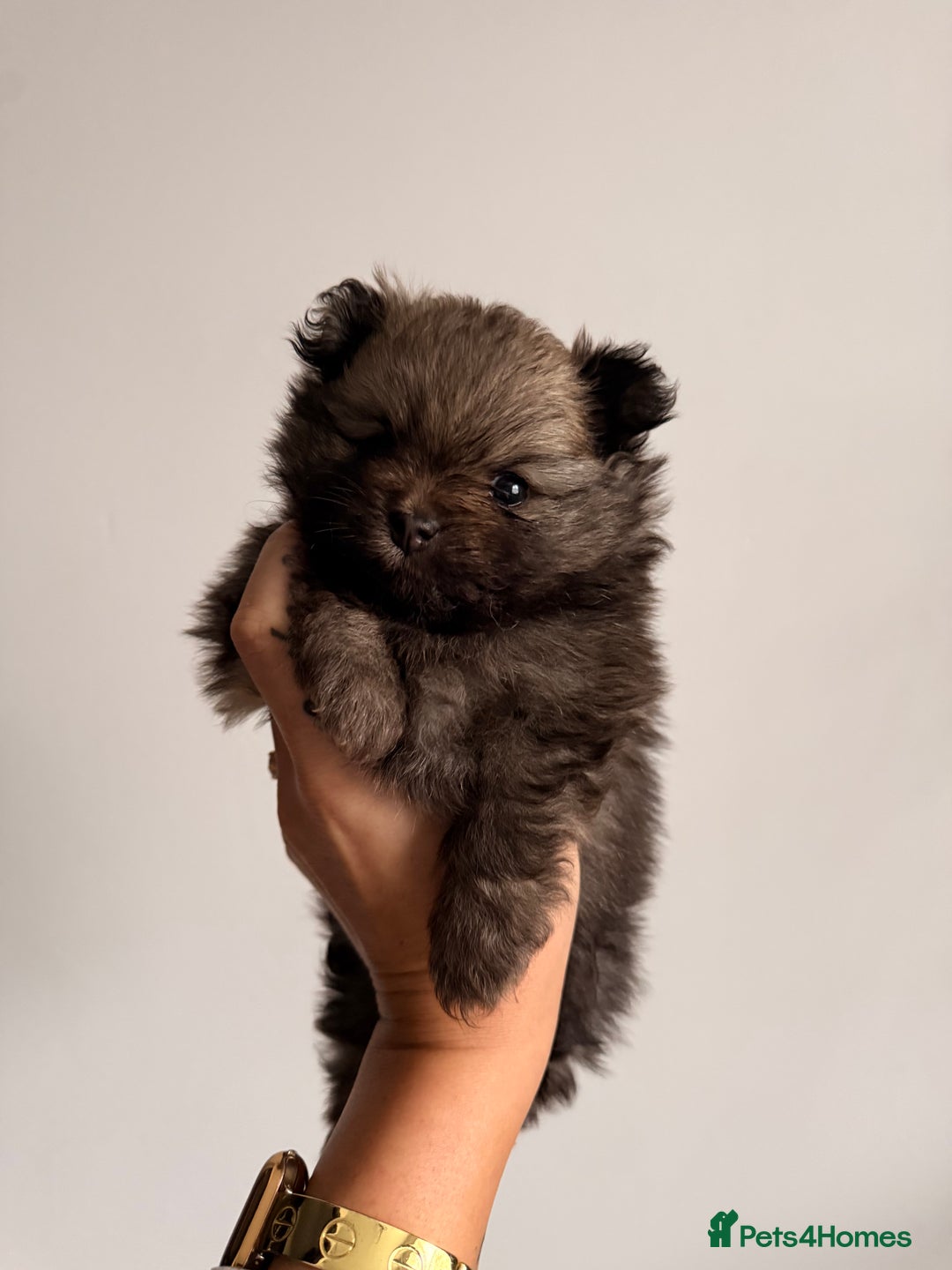 Pomeranian dogs for sale: Tiny Pomeranians - only boy left  - Advert 16