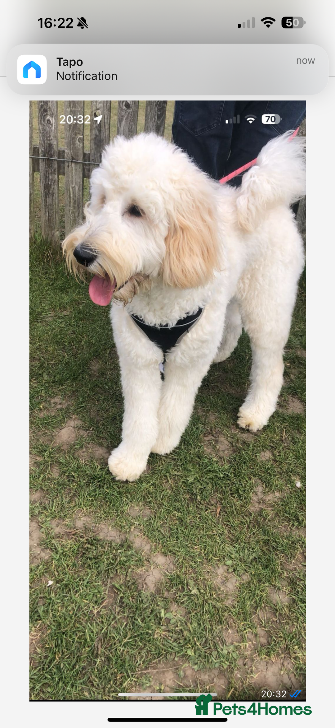 Mixed Breed dogs for sale: Bernedoodle - Advert 2