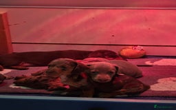Miniature Dachshund dogs for sale: 3 left mini dachshund BOYS KC READY NOW   - Image 13