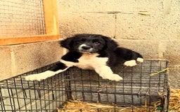 Sprollie dogs for sale: 3 Gorgeous Sprollies for sale - Image 2