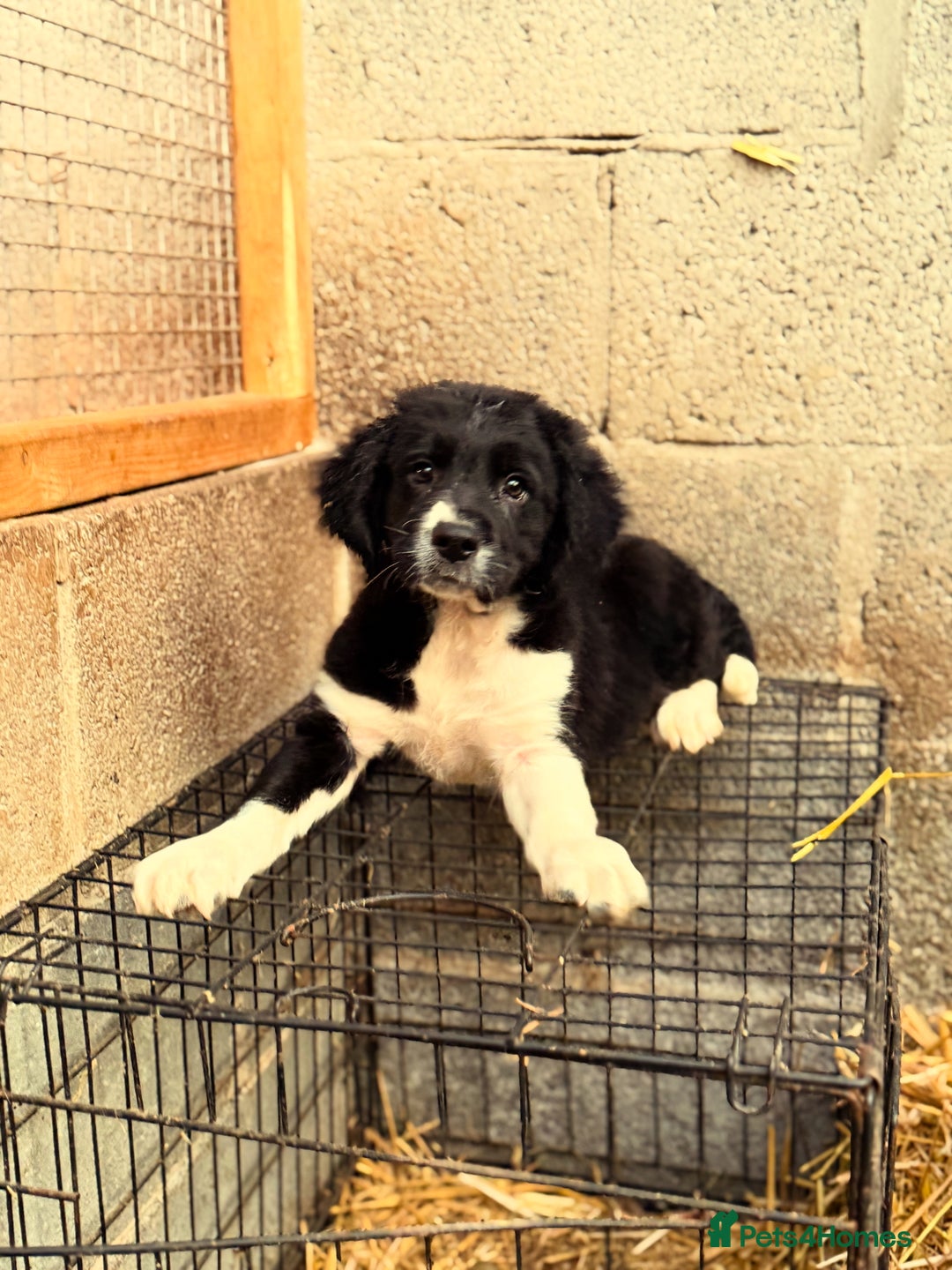 Sprollie dogs for sale: 3 Gorgeous Sprollies for sale - Image 2