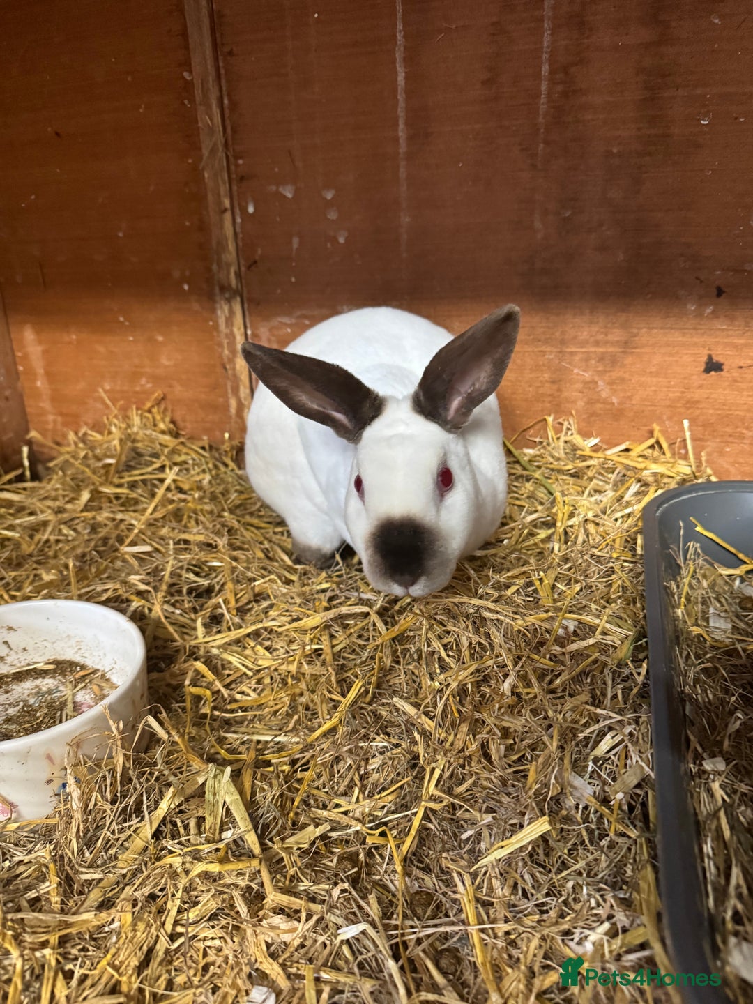 Rex rabbits for sale: Mini Rex sisters - Image 3