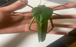 Stick Insects invertebrates for sale: Giant hooded katydid (siliquofera grandis) - Image 1