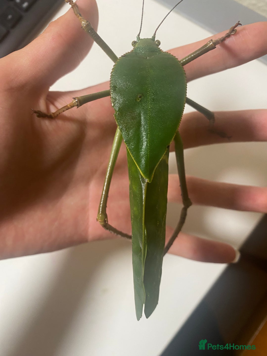 Stick Insects invertebrates for sale: Giant hooded katydid (siliquofera grandis) - Image 1