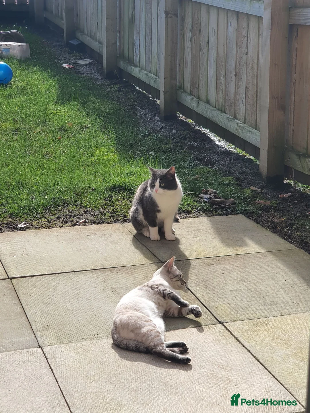 Bengal cats for sale: Home-raised Bengal cross/British Shorthair kittens - Advert 2